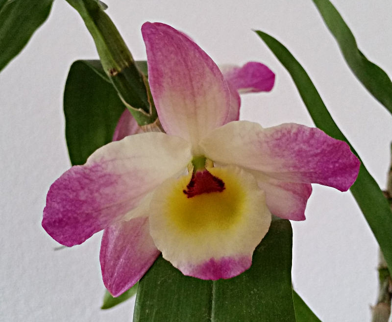 Dendrobium:  Zwei zum Preis von einer...  20180112