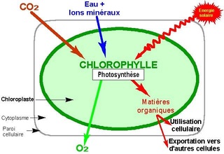 Thème 5 : les pigments et métabolismes photoautotrophes : Chapitre 3 : la chlorophylle 11-011