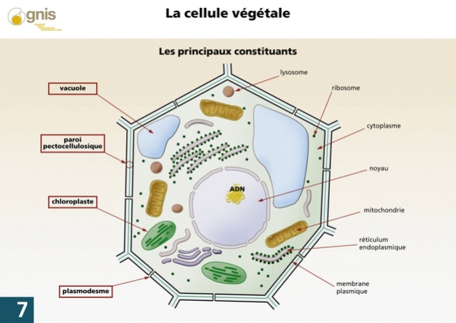 Thème 4 : La cellule végétale et animale : Chapitre 2 : la cellule végétale : composition Biotec11
