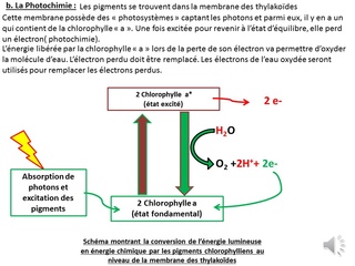 Thème 5 : les pigments et métabolismes photoautotrophes : Chapitre 3 : la chlorophylle Photos11