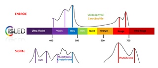 Thème 5 : les pigments et métabolismes photoautotrophes : Chapitre 3 : la chlorophylle Schyma12