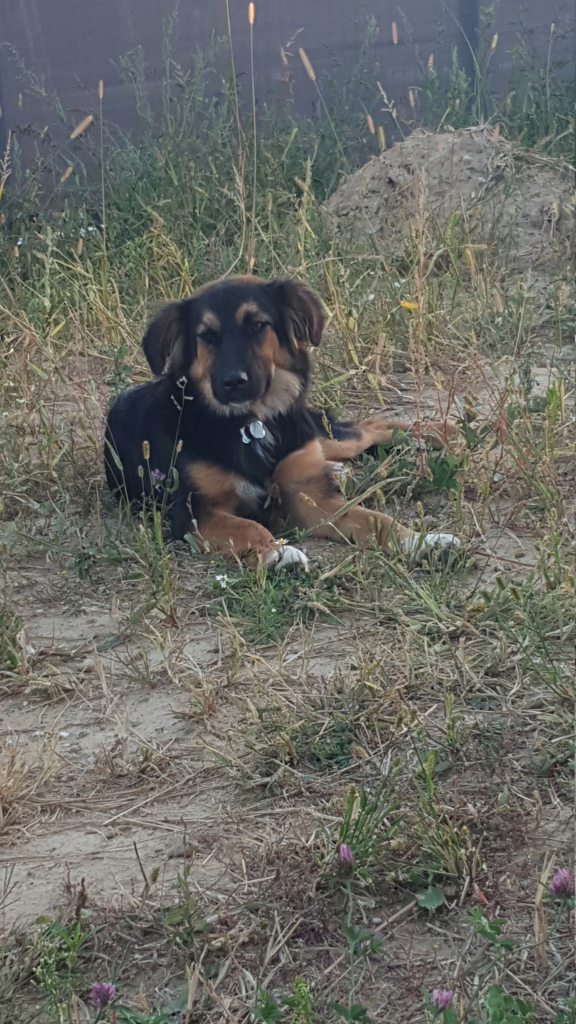 Galina - femelle -en FA à Târgu Frumos - réservée adoption (67)  20180911