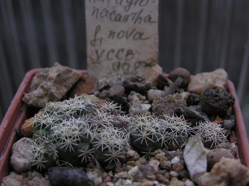 Cactus under carbonate. Seedlings. 2 Cor_pu11