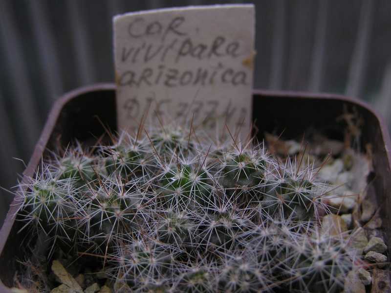 Cactus under carbonate. Seedlings. 2 Cor_vi15