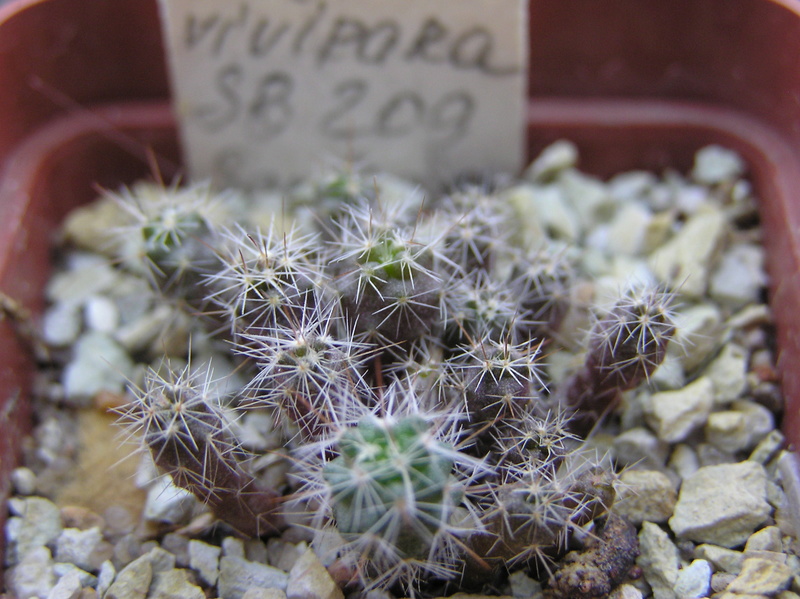 Cactus under carbonate. Seedlings. 2 Cor_vi18