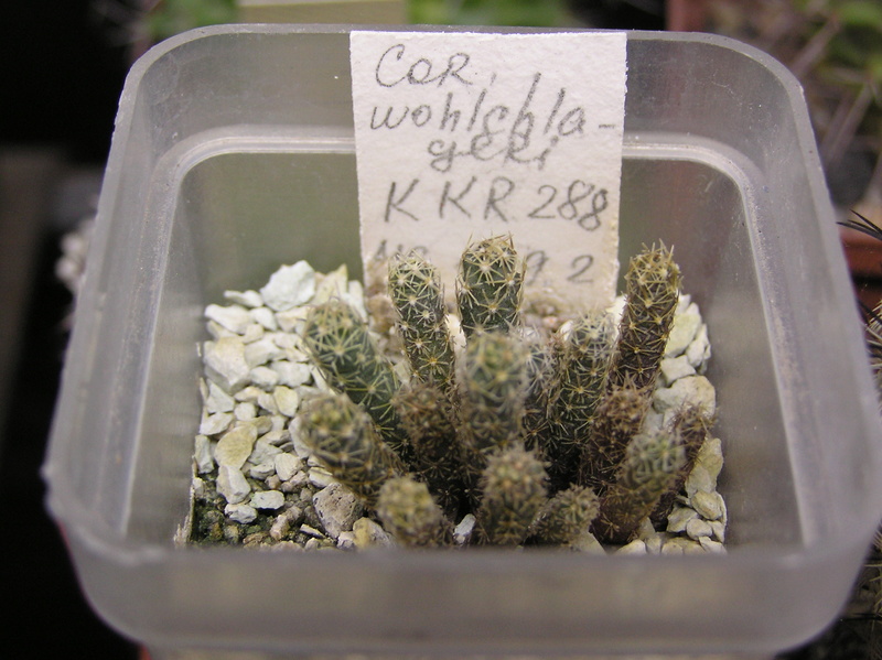 Cactus under carbonate. Seedlings. 2 Cor_wo11
