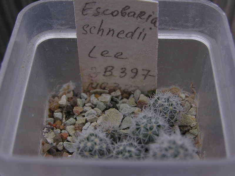 Cactus under carbonate. Seedlings. 2 Esc_sc11