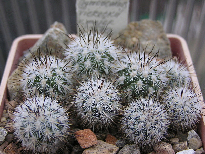 Cactus under carbonate. Seedlings. 2 G_vier11