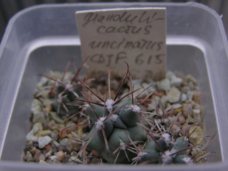 Cactus under carbonate. Seedlings. 2 Glandu10