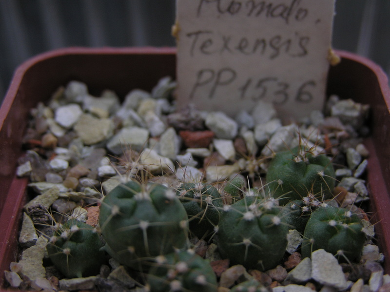 Cactus under carbonate. Seedlings. 2 Hom_te16