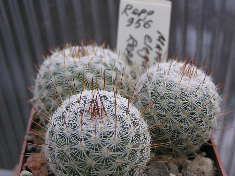 Cactus under carbonate. Seedlings. M_eleg10