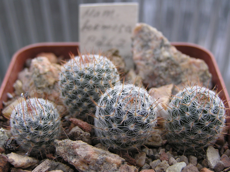 Cactus under carbonate. Seedlings. M_form15