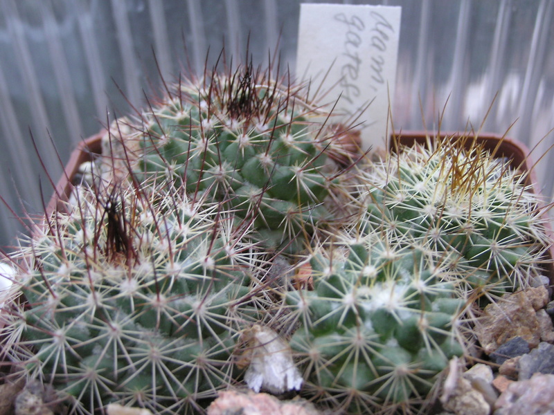 Cactus under carbonate. Seedlings. M_gate10