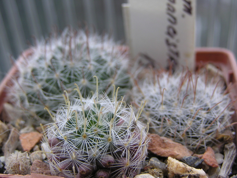 Cactus under carbonate. Seedlings. M_mona11