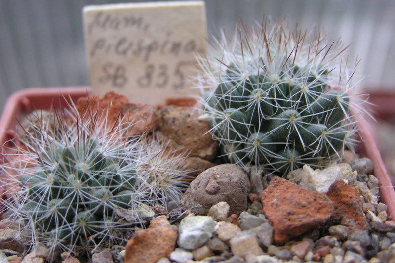 Cactus under carbonate. Seedlings. 2 M_pili10