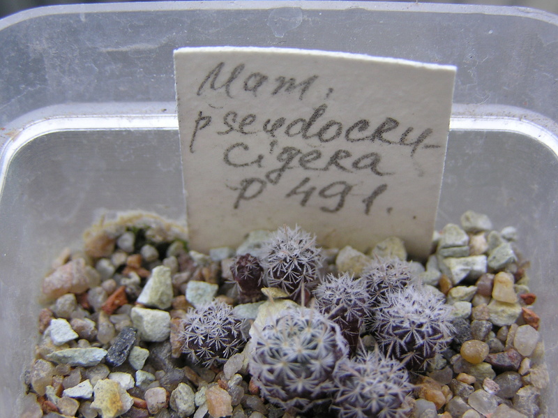 Cactus under carbonate. Seedlings. 2 M_pseu10