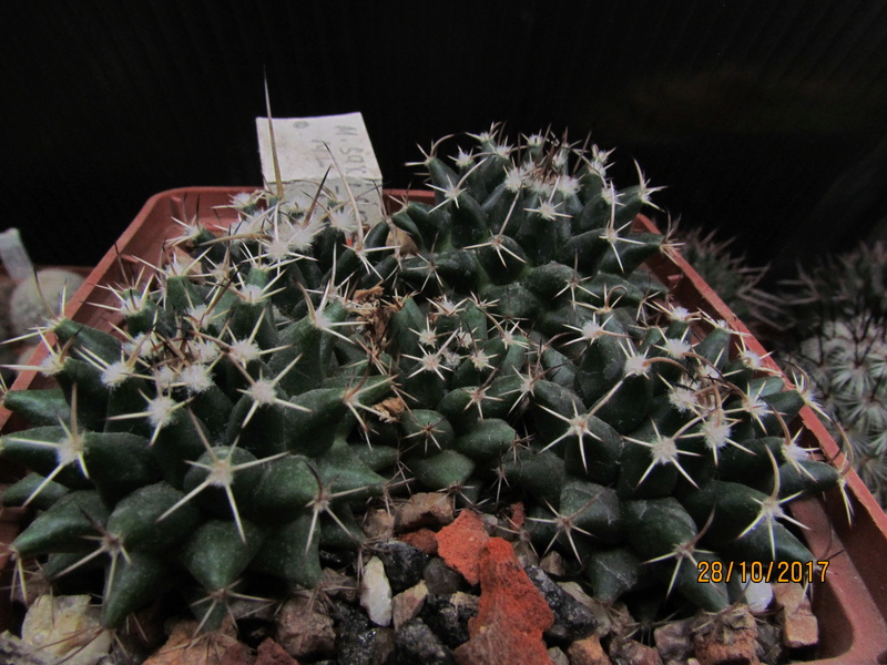 Cactus under carbonate 16 M_saxi12