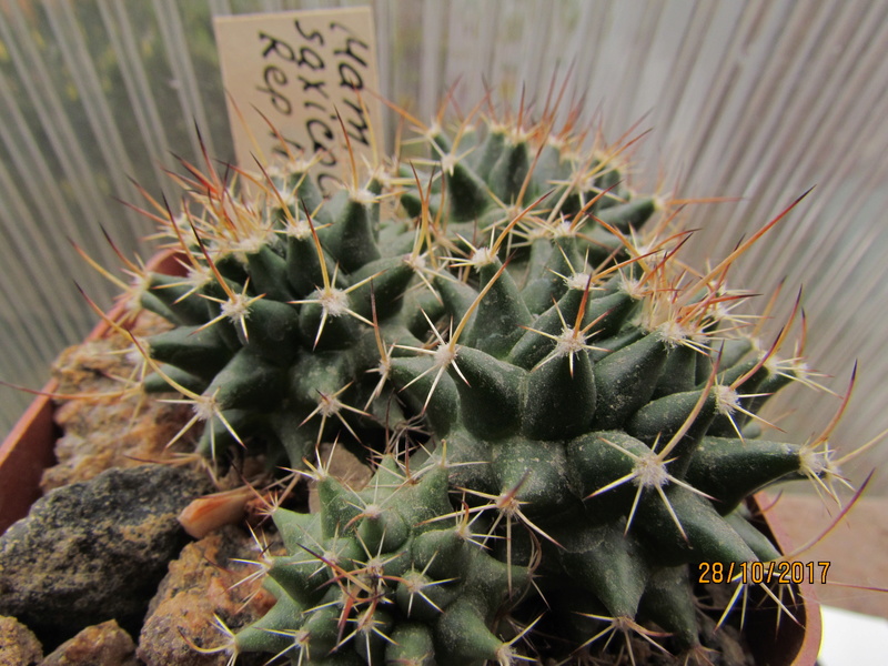 Cactus under carbonate. Seedlings. 2 M_saxi18