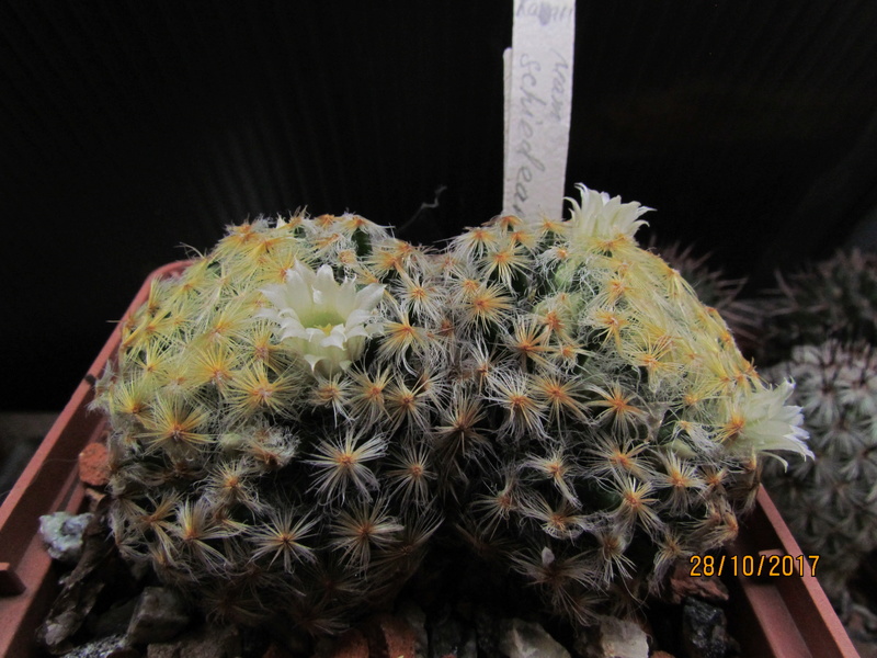 Cactus under carbonate 16 M_schi10