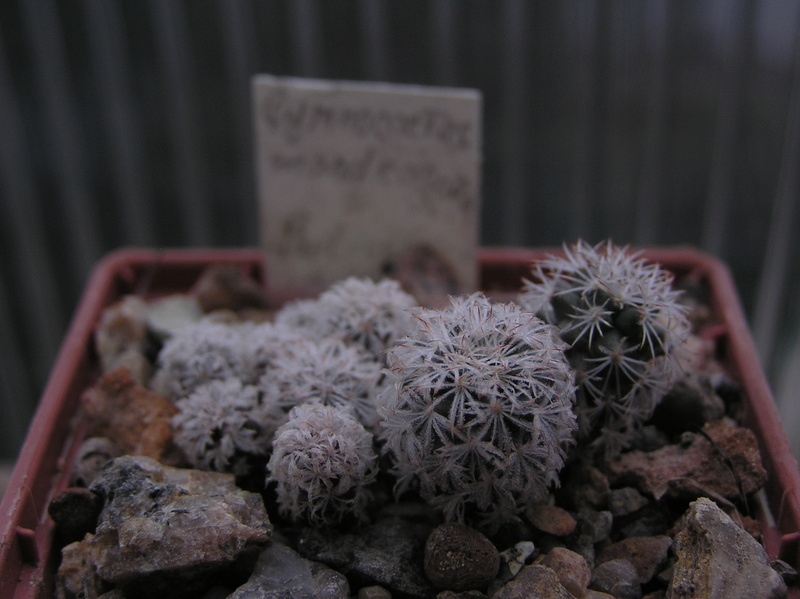 Cactus under carbonate. Seedlings. 2 Tur_ma11