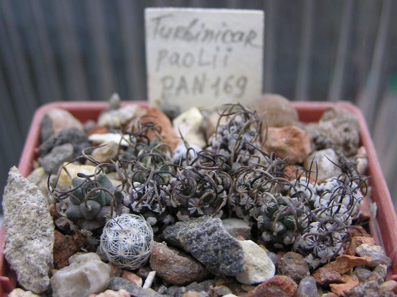 Cactus under carbonate. Seedlings. 2 Tur_pa10