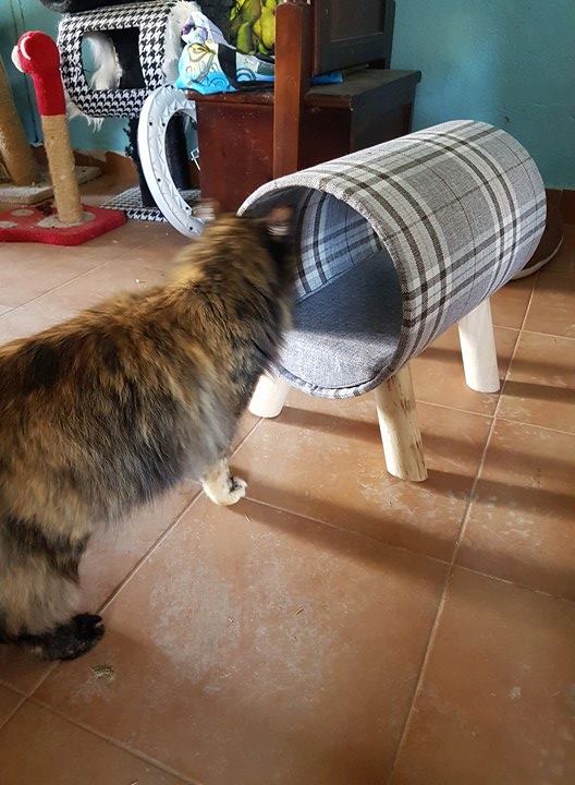 1 pallet voor de dieren van La Pepa 1223