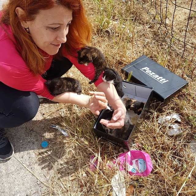 Kittens in de afval container gevonden  240