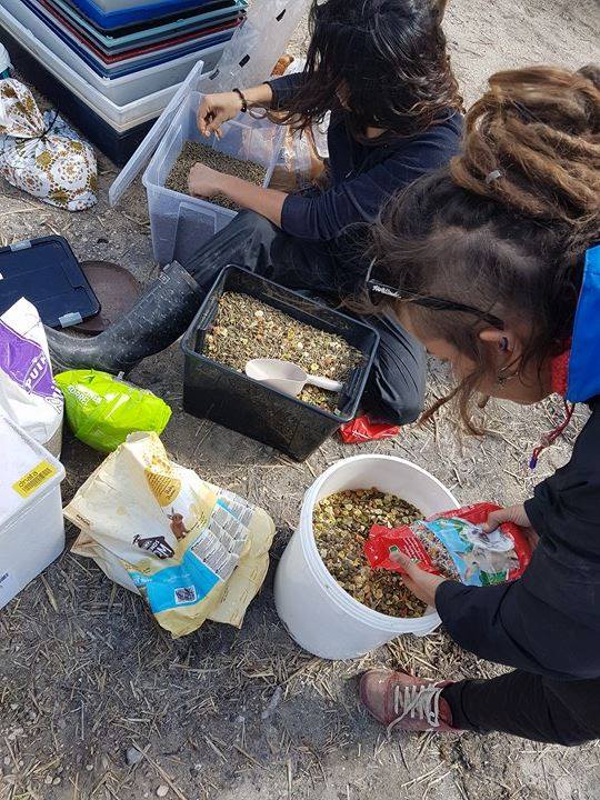 1 pallet voor de dieren van La Pepa 731