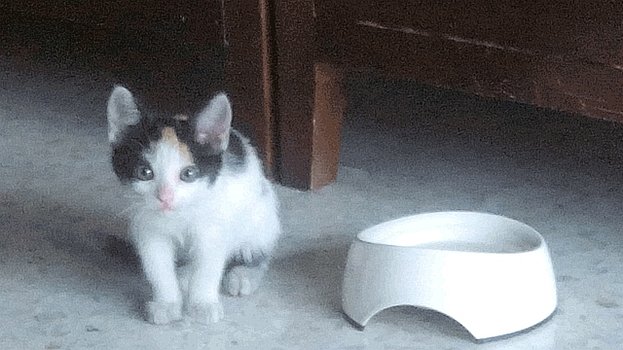 VF - Purry Csm_vf10