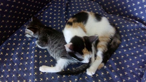 VF - Purry Csm_vf12
