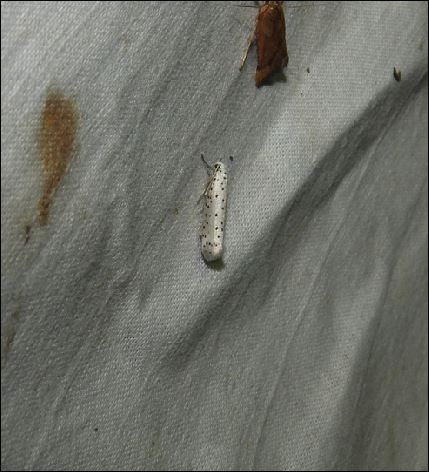 [Idaea muricata, Phycita roborella, Lenisa geminipuncta & divers sp] Bindre, le 4 juillet 2017; 1_4-7-10