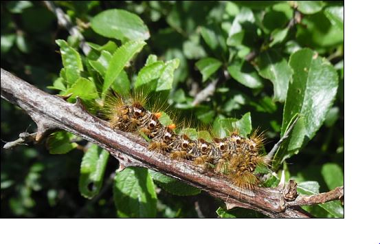 Chenilles et hétérocères de Suscinio; Euproc10