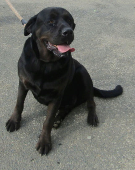 HECTOR, adorable croisé beauceron-labrador de 2012 Hector13