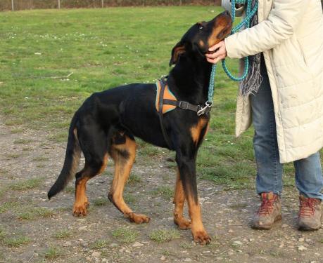 JOEY, beauceron né en 2014 chien parfait qui dépérit en refuge  Joey610