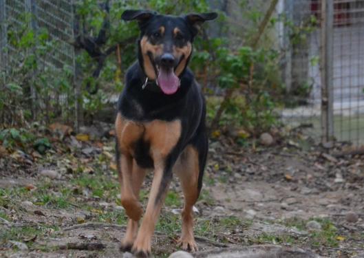 kaya - KAYA, femelle croisée beauceronne née en 2012 (Dpt 69) Kaya10