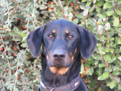 MAYA, beauceronne née en 2016 Maya10