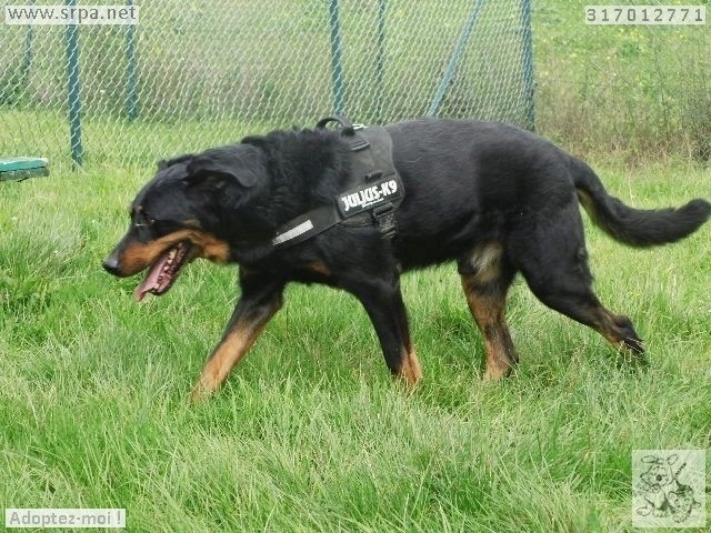 REX, très beau et très gentil beauceron de 12 ans Rex410