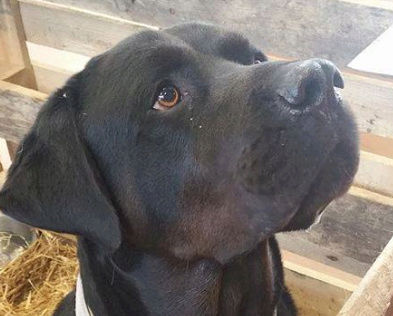 Hector Adorable Croise Beauceron Labrador De 12 Hector Adorable Croise Beauceron Labrador De 12