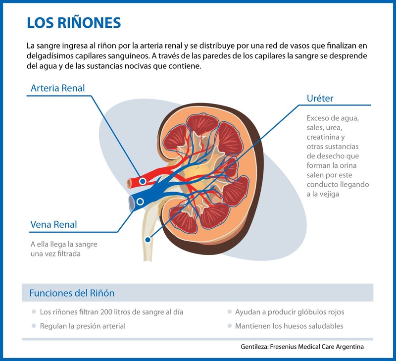 Los riñones jueves 8 de marzo Infogr10