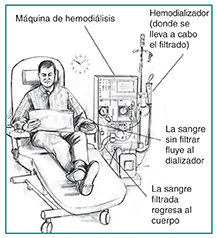 Los riñones jueves 8 de marzo Kidney11