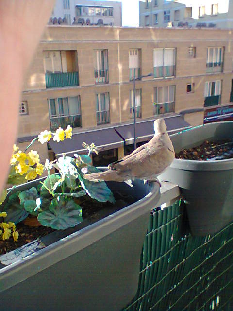 tourterelles sur mon balcon - Page 4 Photo017