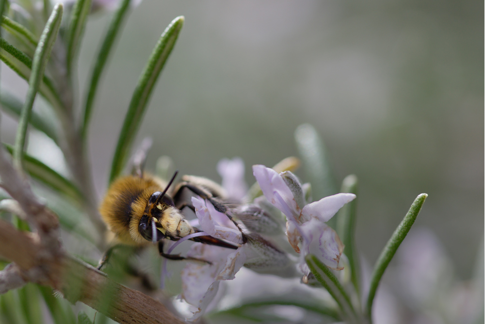 Printemps. Semaine du 19/03/2018 au 25/03/2018 Abeill10