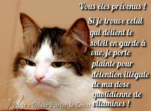 POEMES - PHOTOS - TEXTES sur les chats. - Page 14 20181110