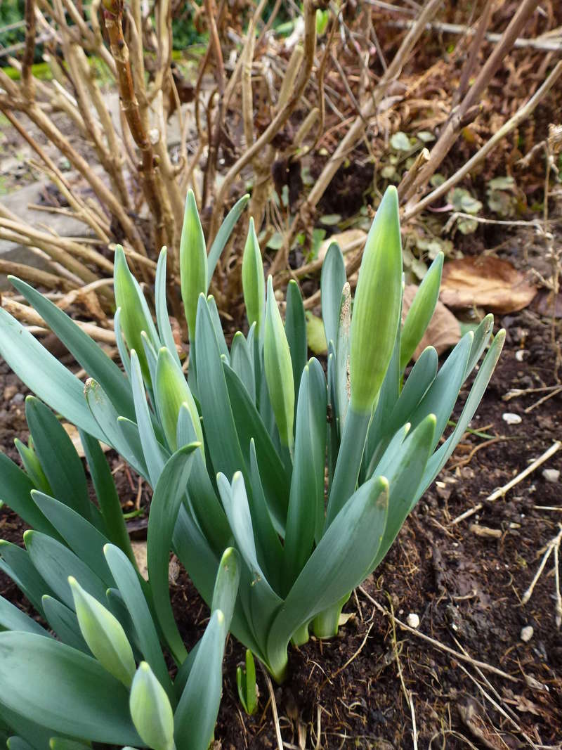 Erste Frühlingsboten im Garten und in Wald und Flur - Seite 56 P1070018