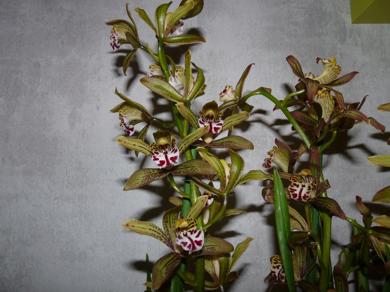 Cymbidium Erythraeum Cymbid12