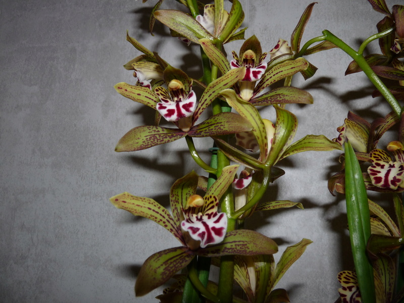 Cymbidium Erythraeum Cymbid13