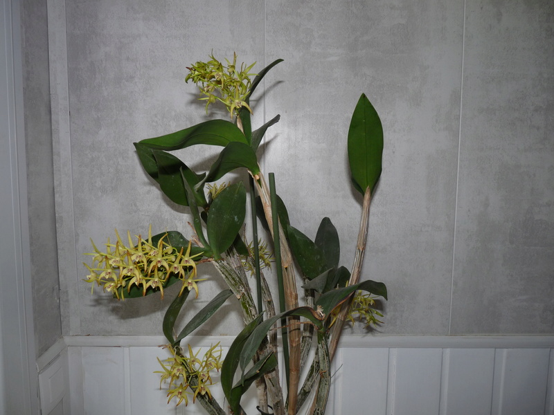 Dendrobium (Gracilicaule x Speciosum) x Hilda Poxon Dend_g10