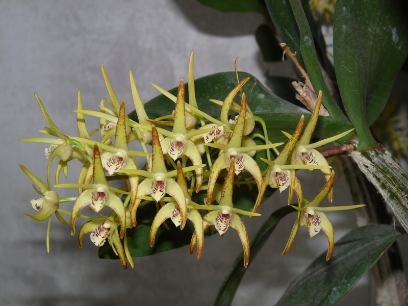 Dendrobium (Gracilicaule x Speciosum) x Hilda Poxon Dend_g11