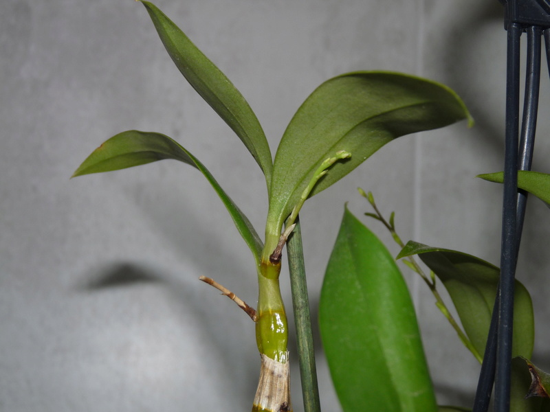 Dendrobium Harveyanum Dend_h10