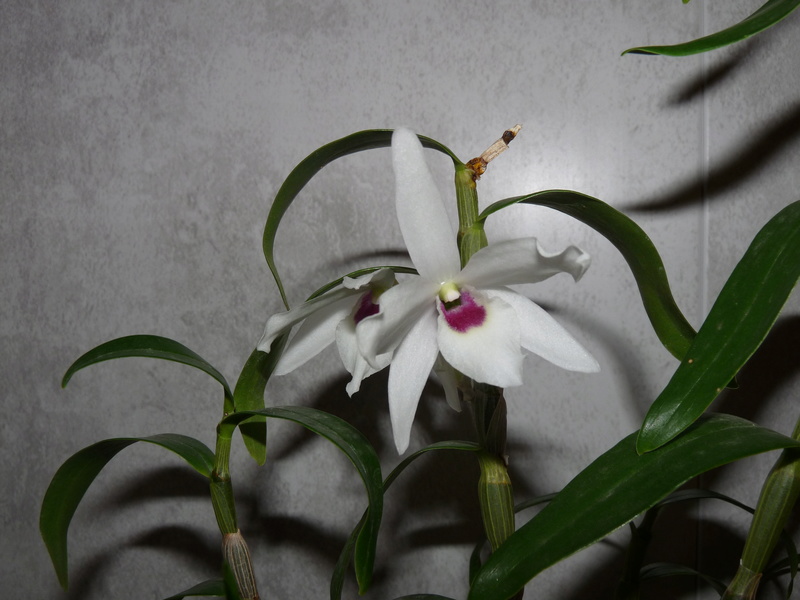 Dendrobium Lituiflorum Alba Dend_l10